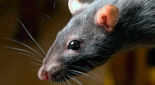 Nous allons essayer de comprendre de quoi les rats ont le plus peur ...