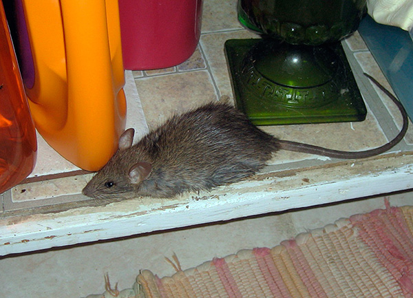 Les rats et les souris n'ont peur des sons forts que jusqu'à ce qu'ils leur soient familiers.