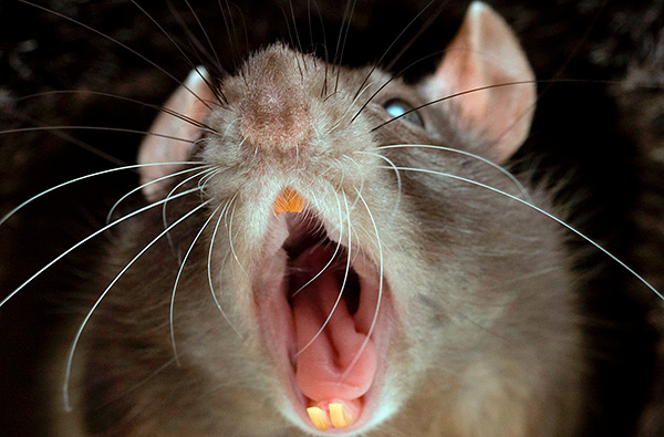Les signaux de danger donnés par les rats eux-mêmes effraient leurs cousins.