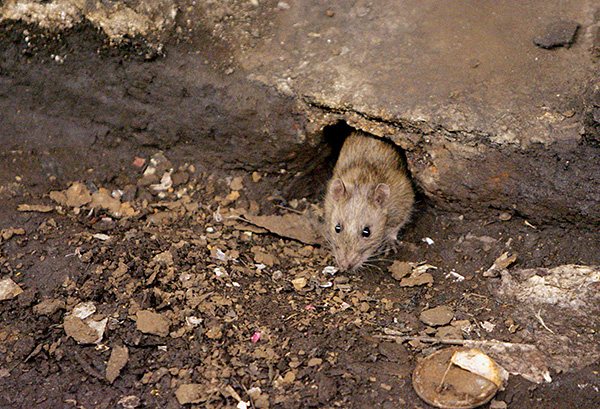Les infections transmises par les rats peuvent provoquer divers types de fièvre chez l'homme.