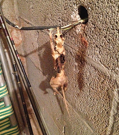 La photo montre les restes d'un rat qui est mort en coupant le câblage électrique.