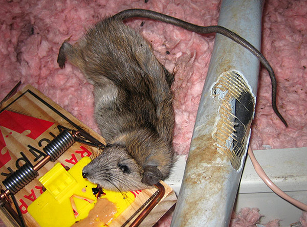 Les dommages causés aux câbles et aux rats par l’isolation des câbles sont une cause fréquente de courts-circuits.