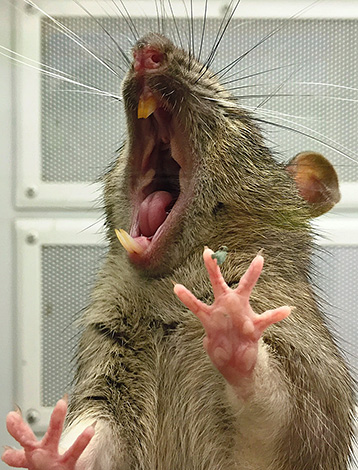 Les morsures de rat sont non seulement désagréables, mais peuvent également entraîner des maladies graves.