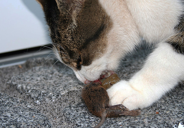 Un chat peut très bien attraper la Sodoka s’il mange un rat malade.