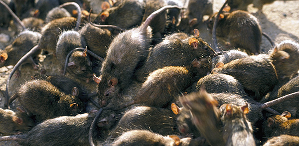 Avec une très grande concentration de rats, il n'est pas toujours possible de les traiter efficacement avec l'aide de chats seulement ...